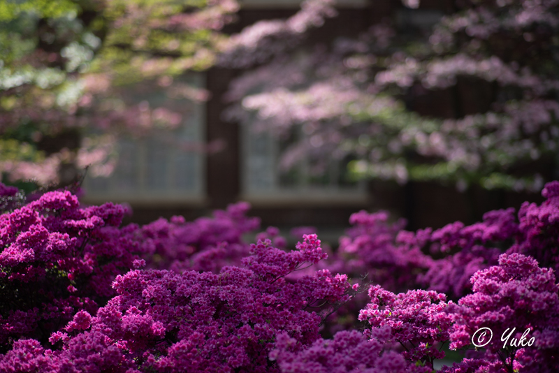つつじ / Azalea_e0400546_00363061.jpg