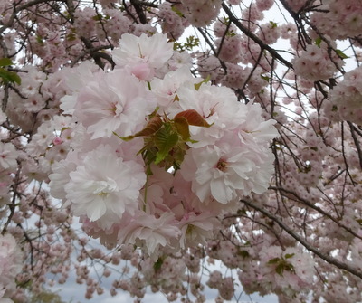 一葉桜(イチヨウザクラ)_e0364056_16110321.jpg