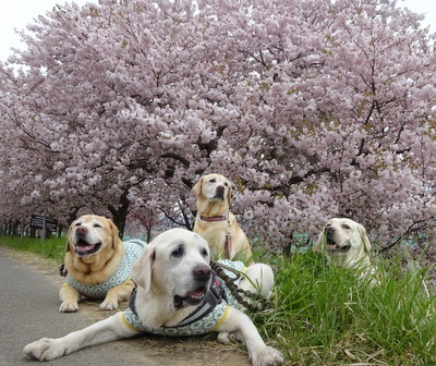 一葉桜(イチヨウザクラ)_e0364056_16111477.jpg