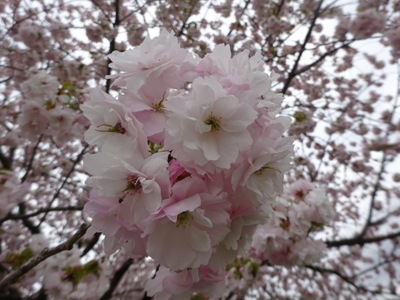 一葉桜(イチヨウザクラ)_e0364056_16112556.jpg