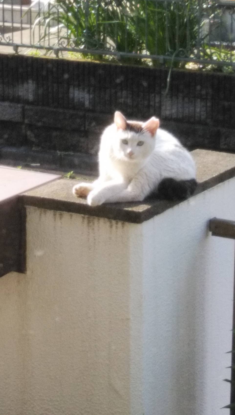 野良猫母娘との227日日記（後編）／COVID-19_a0136671_21285295.jpg