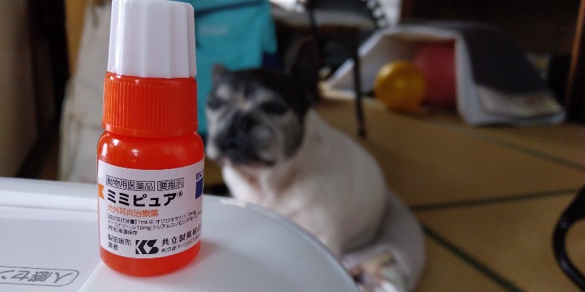 犬の外耳炎 点耳薬ミミピュアと ペット保険 フムさん12歳 続 徒然 フム店長 犬の外耳炎 点耳薬ミミピュアと ペット保険 フムさん12歳 続 徒然 フム店長