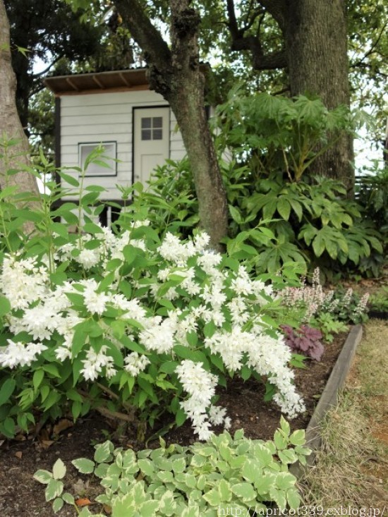 Gwの庭しごと 庭に咲いた低木と宿根草の花 シンプルで心地いい暮らし