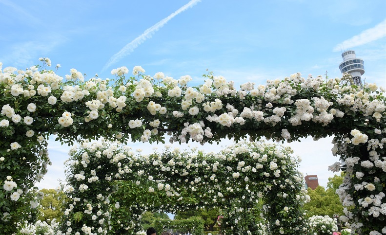 横浜ローズウィーク が明日5月3日から始まります バラとハーブのある暮らし Salon De Roses 横浜ローズウィーク が明日5月3日から始まります バラとハーブのある暮らし Salon De Roses