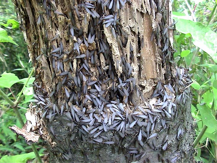 見たことのない羽根のある虫が大量発生しました 昆虫ブログ むし探検広場