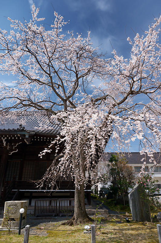 2021桜巡り　紅枝垂れ＠妙満寺_f0032011_21310111.jpg