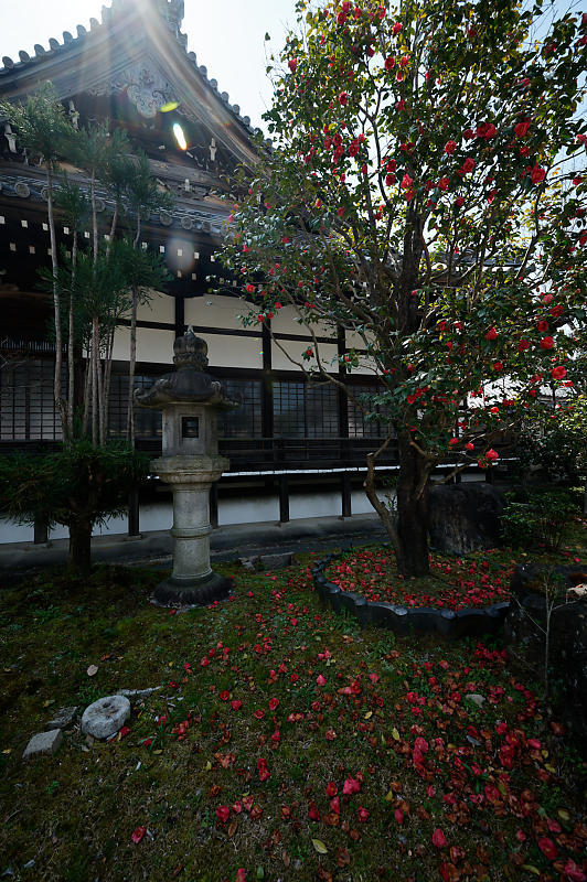 2021桜巡り　紅枝垂れ＠妙満寺_f0032011_21363377.jpg