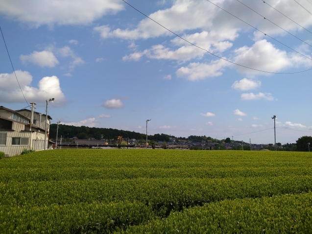 老育11 緊急事態宣言下の散歩_c0155326_10383246.jpg