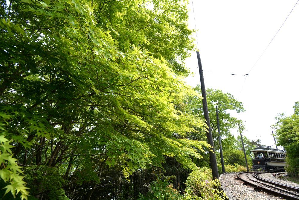 新緑の中の京都市電2 品川燈台電停_e0373930_23251958.jpg
