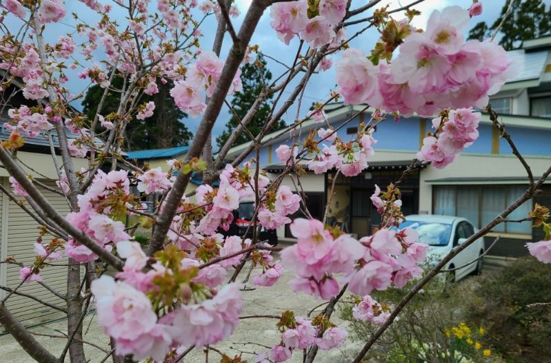 桜が咲いた_f0081443_19251429.jpg