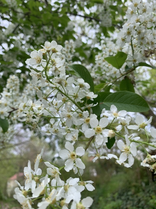 花薫る_f0380954_18415320.jpeg