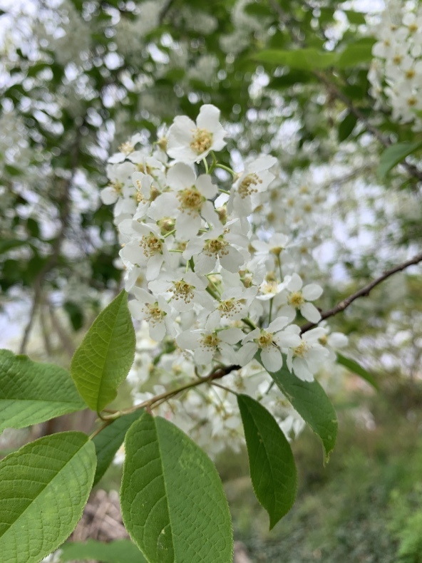花薫る_f0380954_18421651.jpeg