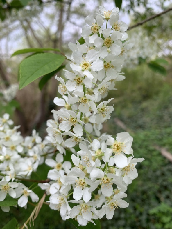 花薫る_f0380954_18425105.jpeg