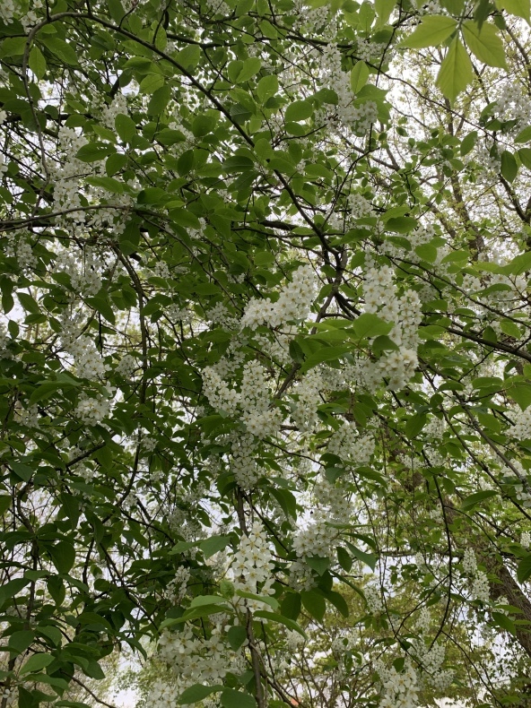 花薫る_f0380954_18465847.jpeg