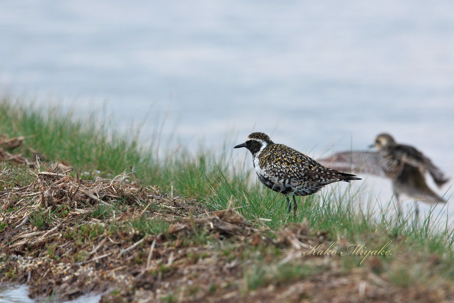 ムナグロ（Pacific Golden Plover）_d0013455_19495069.jpg