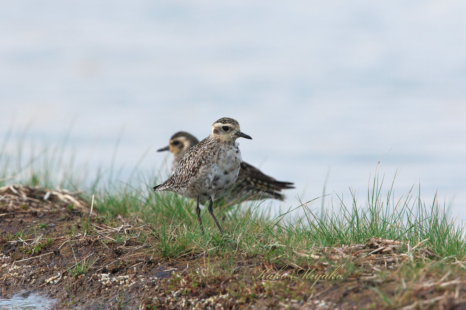 ムナグロ（Pacific Golden Plover）_d0013455_19500122.jpg