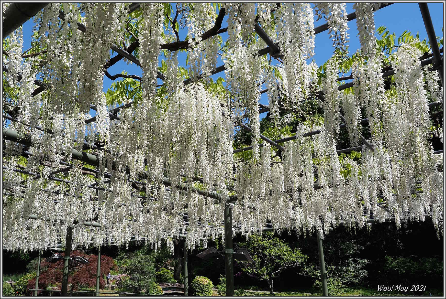 花公園の藤の花_c0198669_18262050.jpg