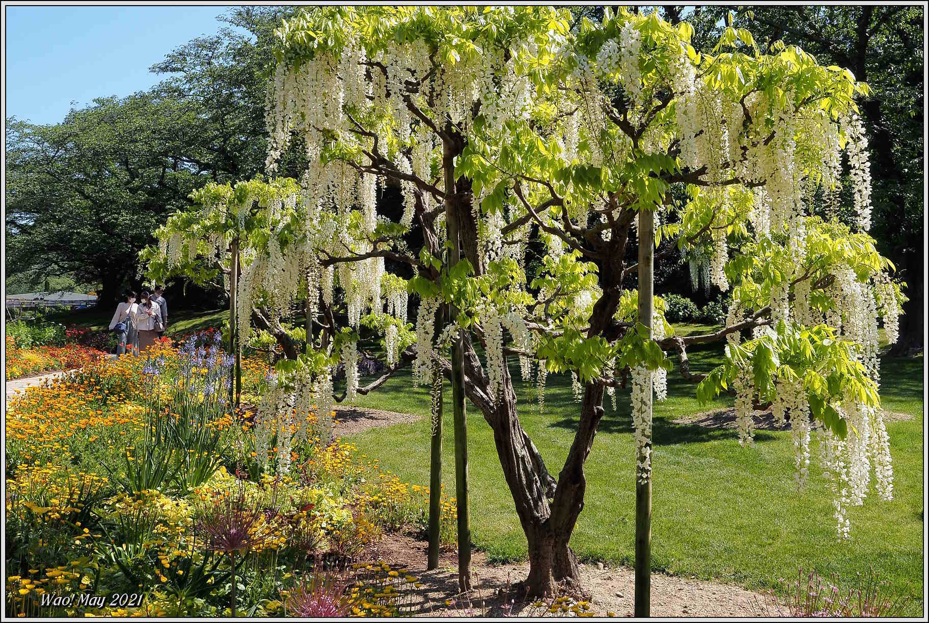 花公園の藤の花_c0198669_18262610.jpg