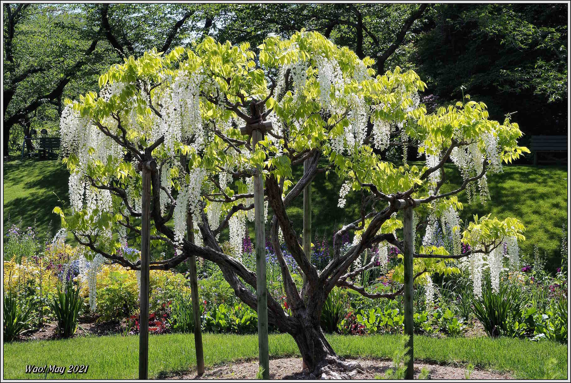 花公園の藤の花_c0198669_18263945.jpg