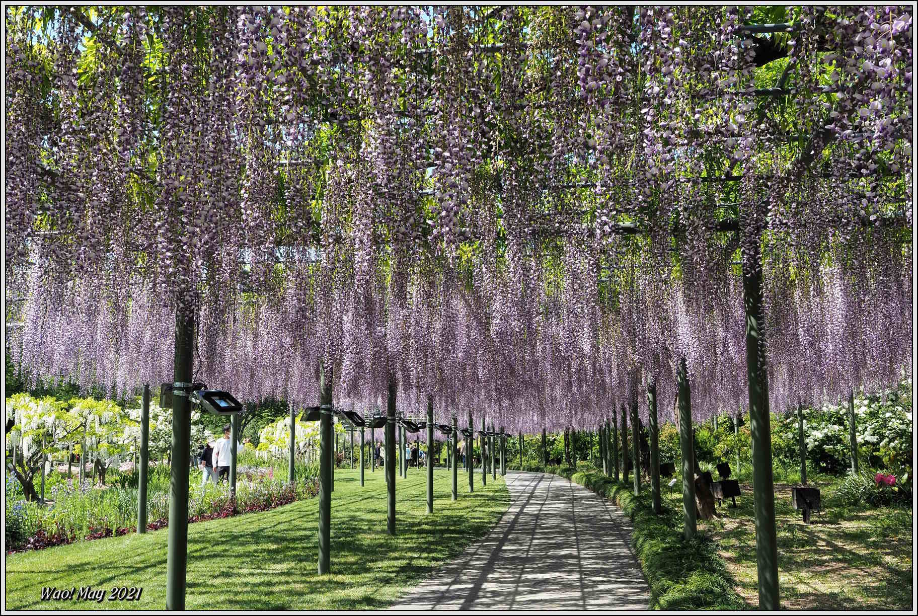 花公園の藤の花_c0198669_18284872.jpg