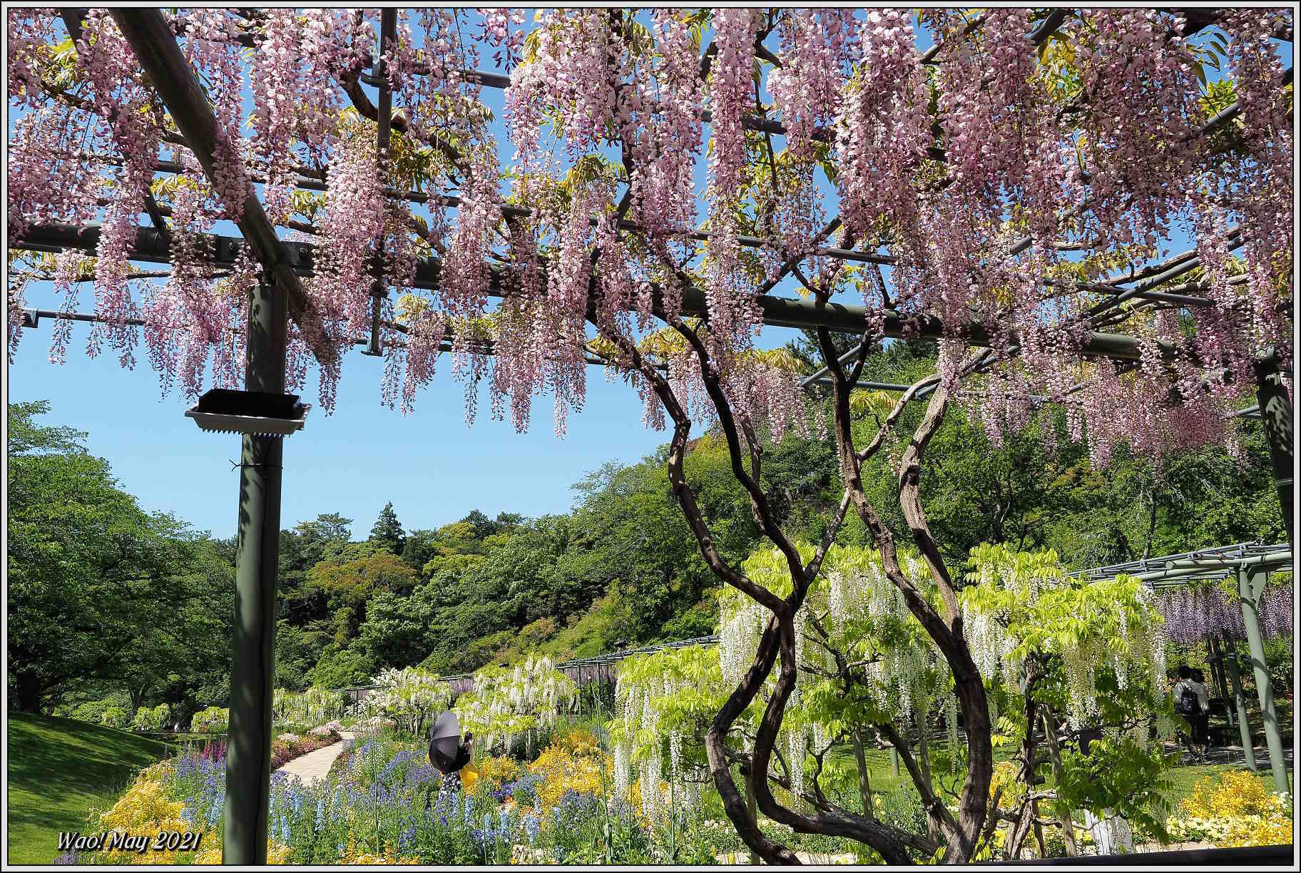 花公園の藤の花_c0198669_18285577.jpg