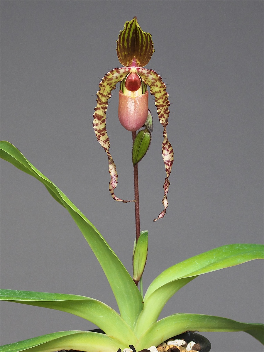 期間限定出品‼️［洋蘭原種］Paph. sanderianum x sib 洋蘭原種］Paph.sanderianum x sib.