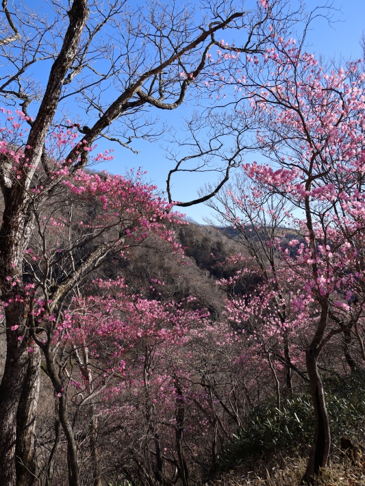 赤城山 アカヤシオ 2 21 5 2撮影 Toshiさんのお気楽ブログ
