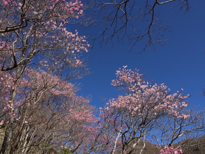赤城山 アカヤシオ 2 21 5 2撮影 Toshiさんのお気楽ブログ