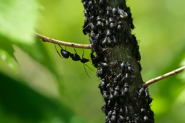 アブラムシ ２種 21 5 3 クリオオアブラムシ ヒゲナガアブラムシ 舞岡公園の自然２