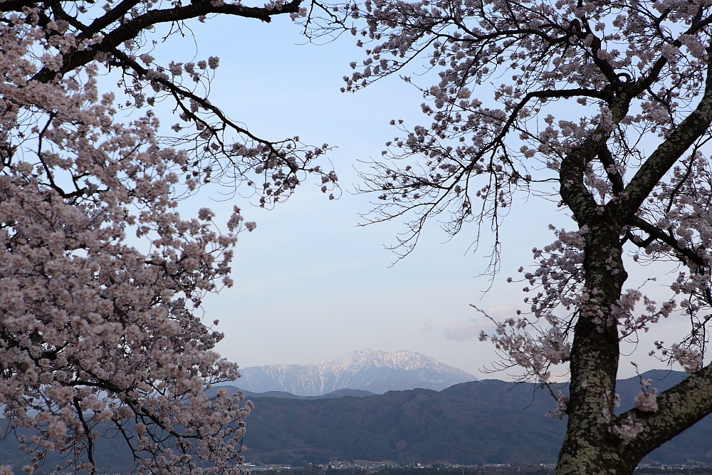 南信州桜巡り　伊那市　春日城趾公園の桜　ラスト_e0165983_10114048.jpg