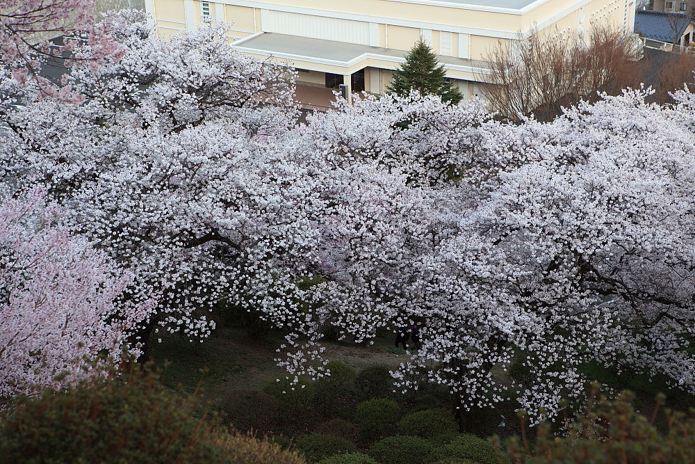 南信州桜巡り　伊那市　春日城趾公園の桜　ラスト_e0165983_10114514.jpg