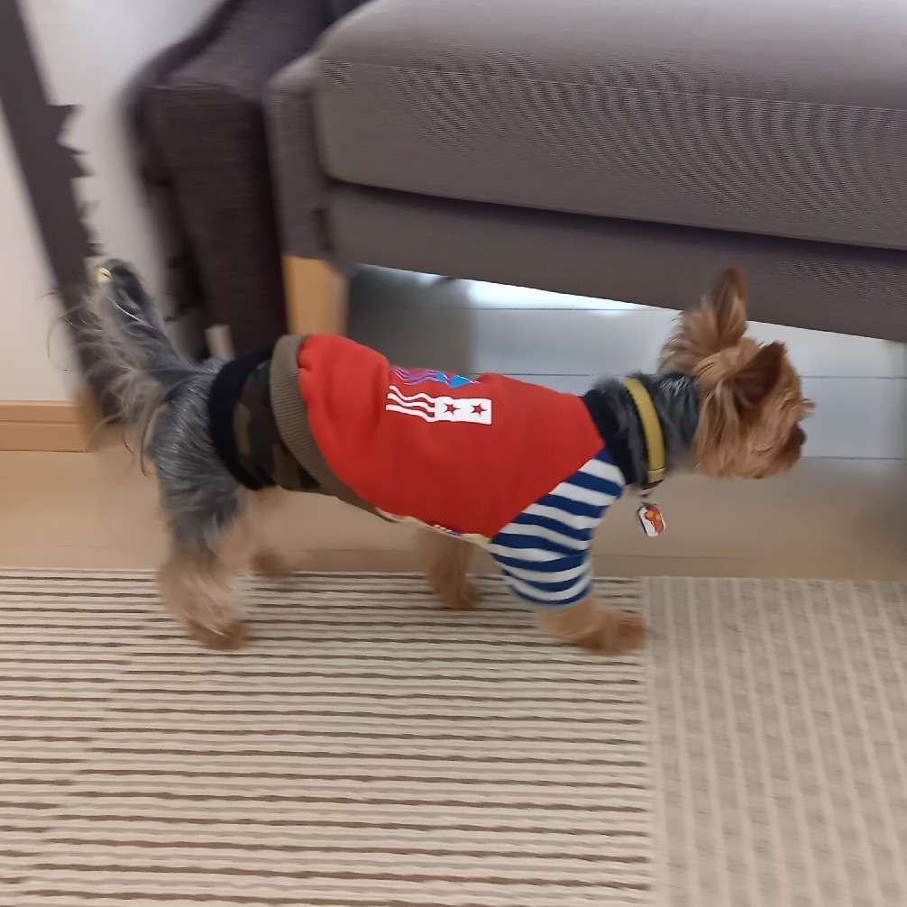 ちゃいお泊り_c0191390_20515059.jpg