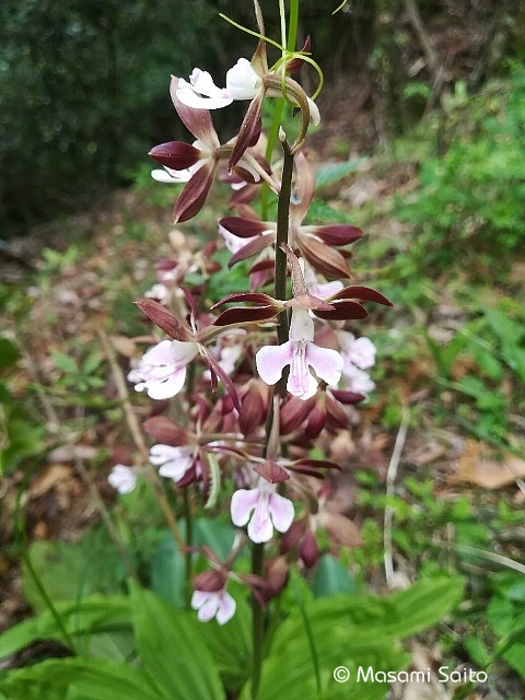 エビネ 海老根 草花と自然blog