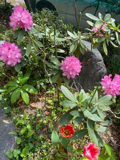 しゃくなげ_e0233190_11213477.jpg