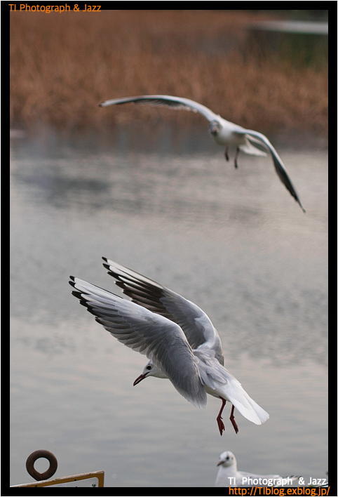 上野の鳥 Part 2_b0134013_18264129.jpg