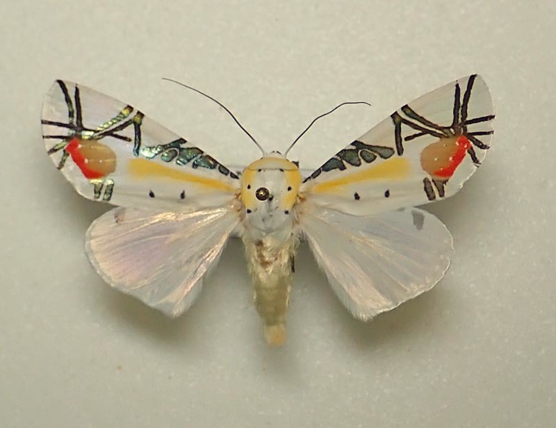 初展翅C品2ピカソモスタナバタユタカヤガ蛾ルナモス I <1109z昆虫標本・