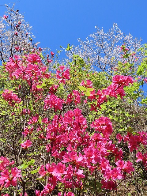 城山公園散策（その1）（撮影：4月7日）_e0321325_19312107.jpg