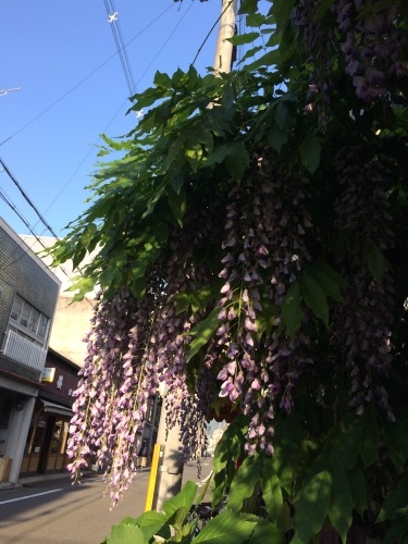 藤はマメ科だ!_e0103327_16343138.jpeg