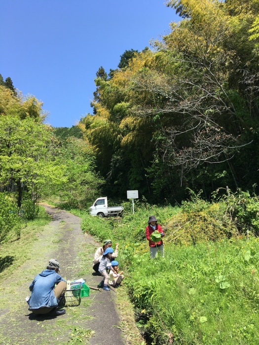 GW3日目は、蕗採り_e0155231_00415533.jpeg