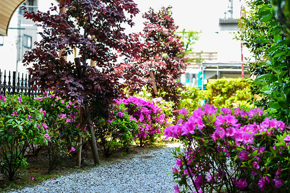 自宅マンションの庭の植え込み Muragi の 写真の世界