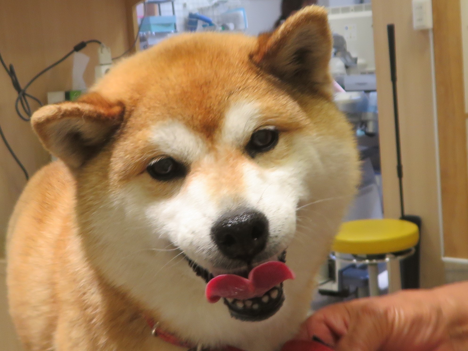 5月 4日の写真_c0174644_11072400.jpg