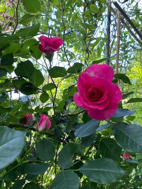薔薇を見にきてね・・・と、誘ったのに_b0396150_15542230.jpg