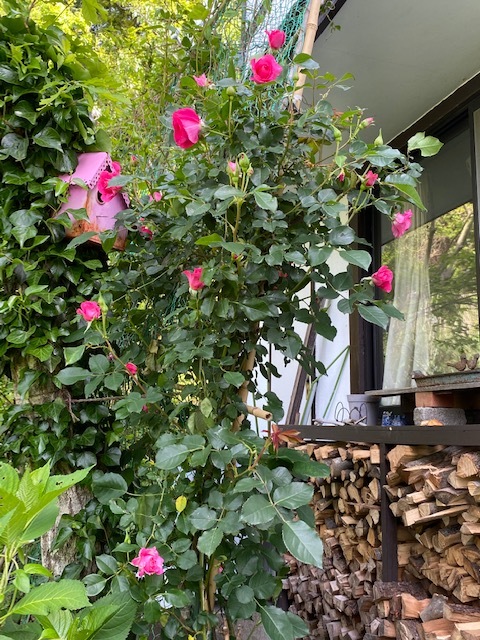 薔薇を見にきてね・・・と、誘ったのに_b0396150_15543191.jpg