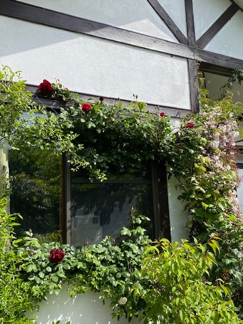薔薇を見にきてね・・・と、誘ったのに_b0396150_15543868.jpg