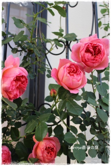 ボスコベル の深い色合いと施肥のこと La Rose 薔薇の庭 ボスコベル の深い色合いと施肥のこと La Rose 薔薇の庭