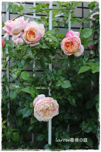 エドゥアール マネ の開花と花が割れること La Rose 薔薇の庭