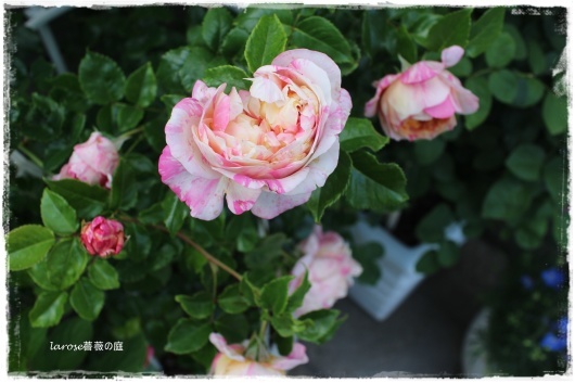 エドゥアール マネ の開花と花が割れること La Rose 薔薇の庭