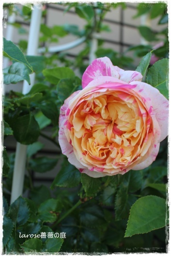 エドゥアール マネ の開花と花が割れること La Rose 薔薇の庭