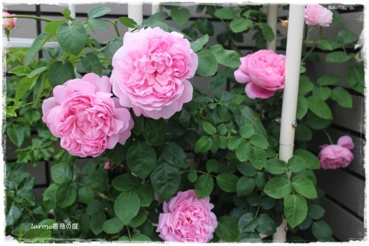メアリーローズ の花はふわふわ La Rose 薔薇の庭