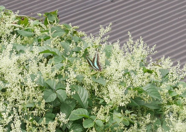 植物は地球の主役「循環農法」再読⑦_c0014967_17590027.jpg